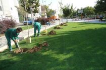 غرس نهال قسمت جزیی از پروسه رشد و توسعه پارک های جنگلی است