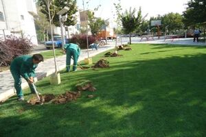 غرس نهال قسمت جزیی از پروسه رشد و توسعه پارک های جنگلی است