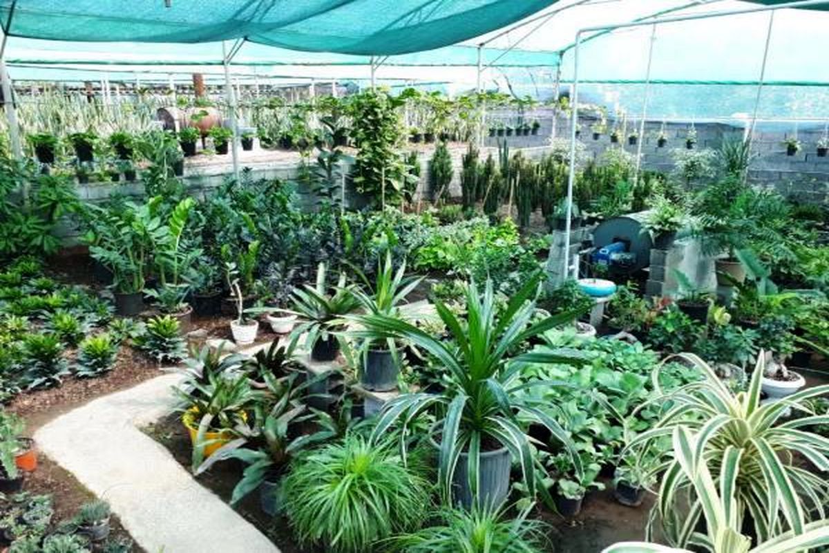 گل و گیاه زینتی گلخانه ای