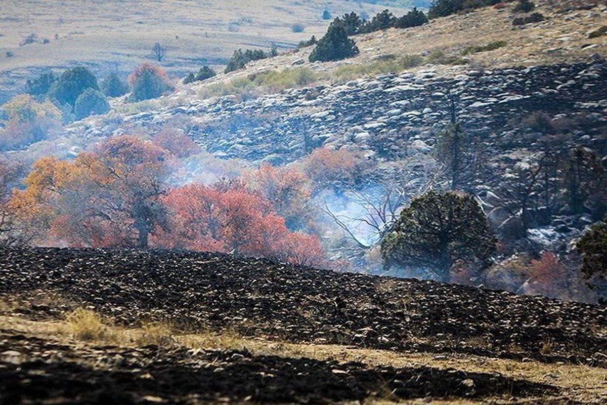 مدیرکل منابع طبیعی گلستان