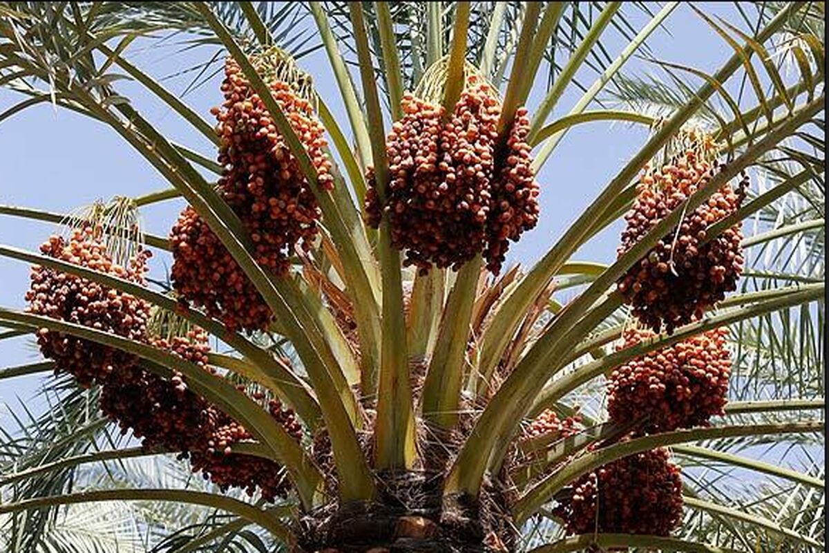 صادرات خرما