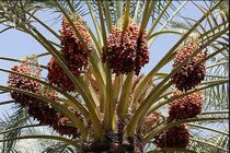 صادرات خرمای خوزستان توسط خوشه کسب و کار به 11 کشور 