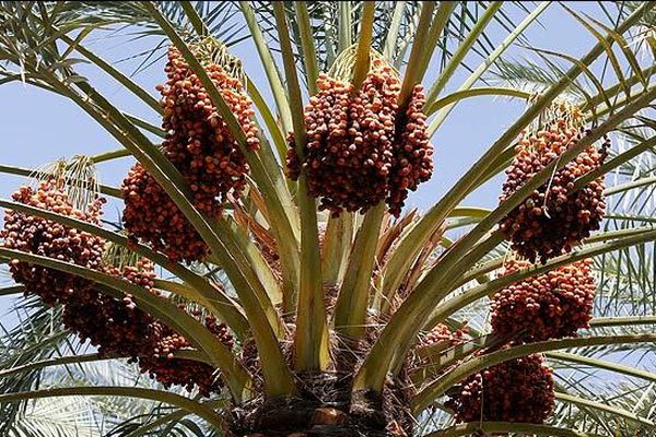 آزاد شدن صادرات ۲۱ محصول کشاورزی