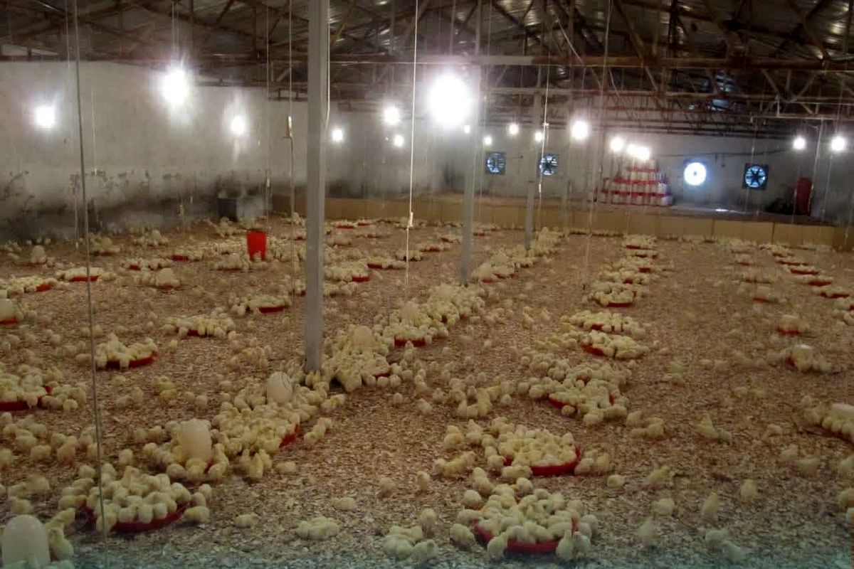 مرغ جهاد کشاورزی قزوین