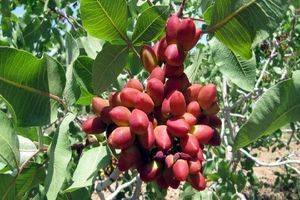 صادرات۱۹ هزار تن پسته ایرانی/قیمت هر کیلوگرم پسته تجاری ۹ دلار 