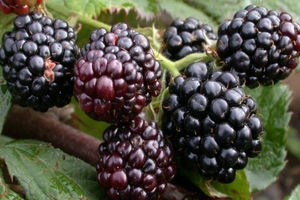 آغاز برداشت شاتوت از باغات برزک کاشان / متوسط برداشت 8 تن شاتوت در هر هکتار