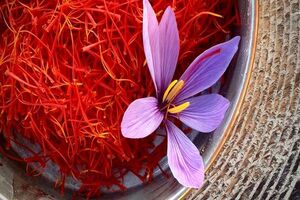 همکاری جدید ایران و فائو برای تقویت زنجیره ارزش و کیفیت زعفران