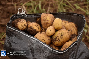 افزایش 3 برابری صادرات سیب زمینی در استان اردبیل