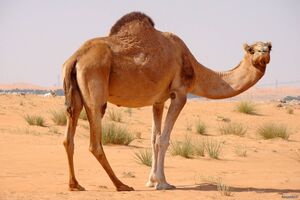 منشأ سرماخوردگی انسان ها شترها بوده اند