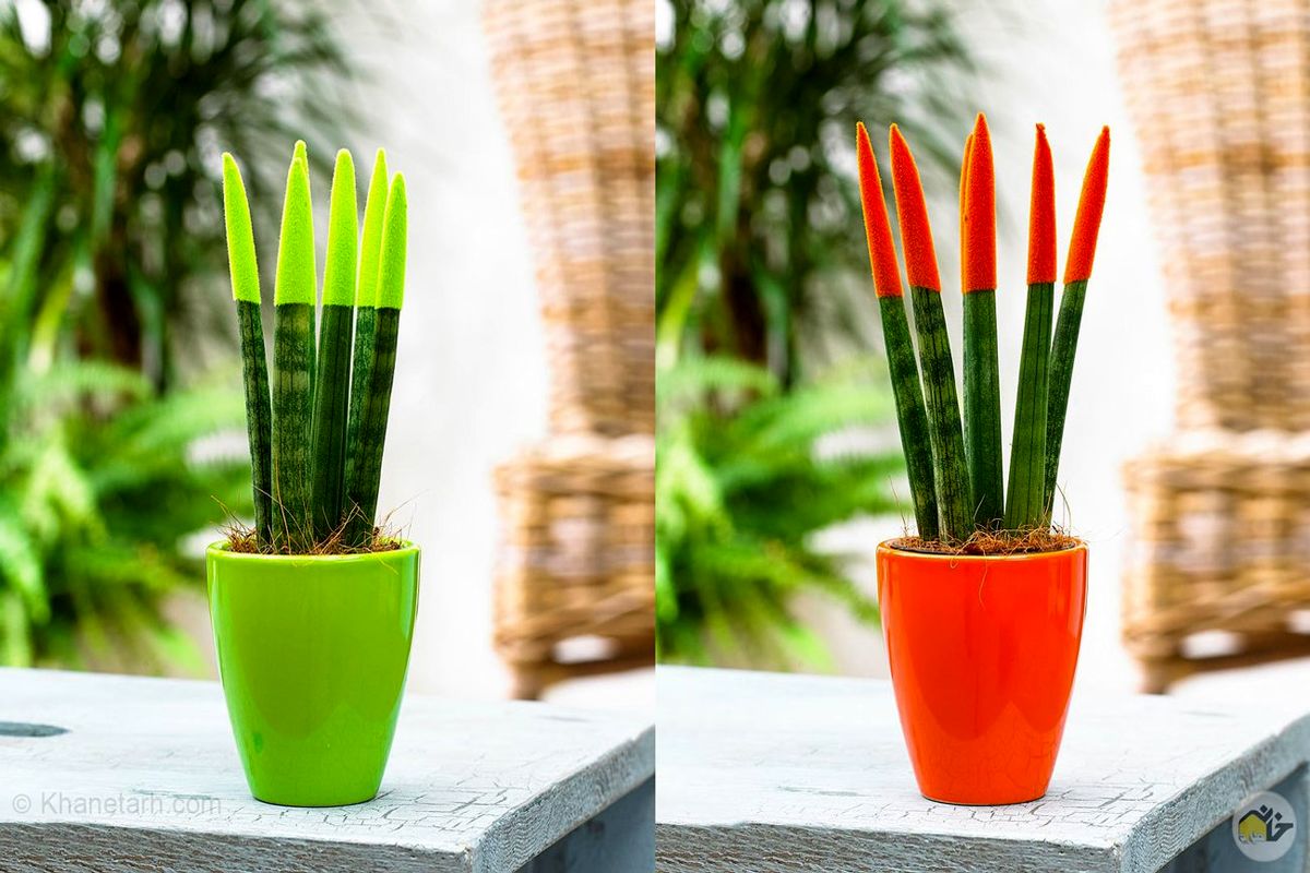 گیاهان آپارتمانی