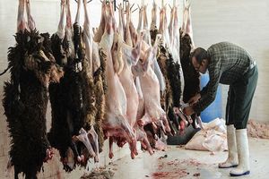 24 هزار کیلوگرم فرآورده‌های خام دامی آلوده در اردبیل کشف شد