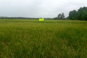 پرورش راتون در ۷۵ هزار هکتار از شالیزارهای گیلان/ برداشت 73  هزار و ۵۰۰ تن شلتوک راتون