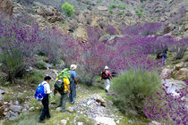 ۵۰ هزار گردشگر از جاذبه‌های شهرستان بدره بازدید کردند