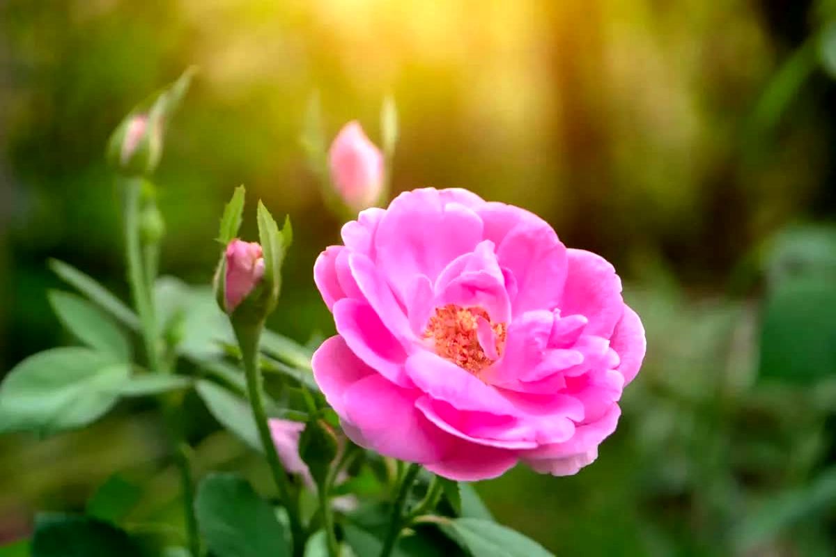 گل محمدی 