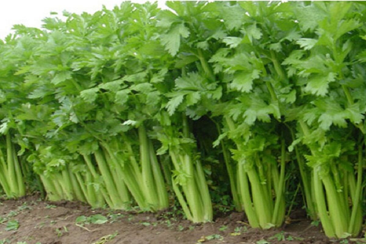 برداشت انواع سبزی برگی