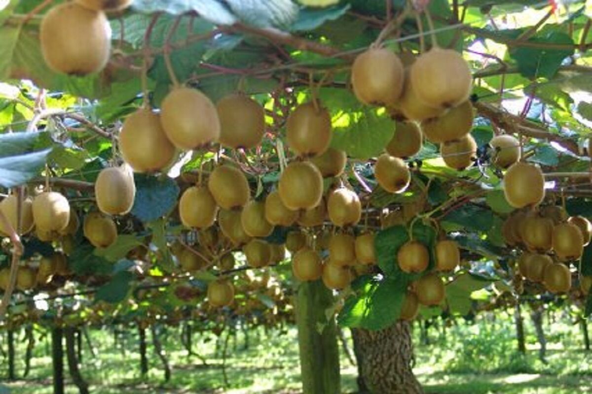  برداشت کیوی 
