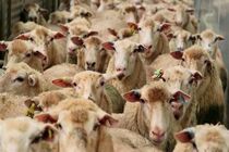 ورود نخستین محموله دام زنده به گلستان