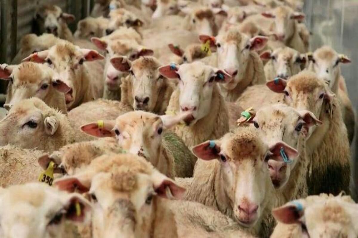 ورودنخستین محموله  ازطریق خط آهن بین المللی