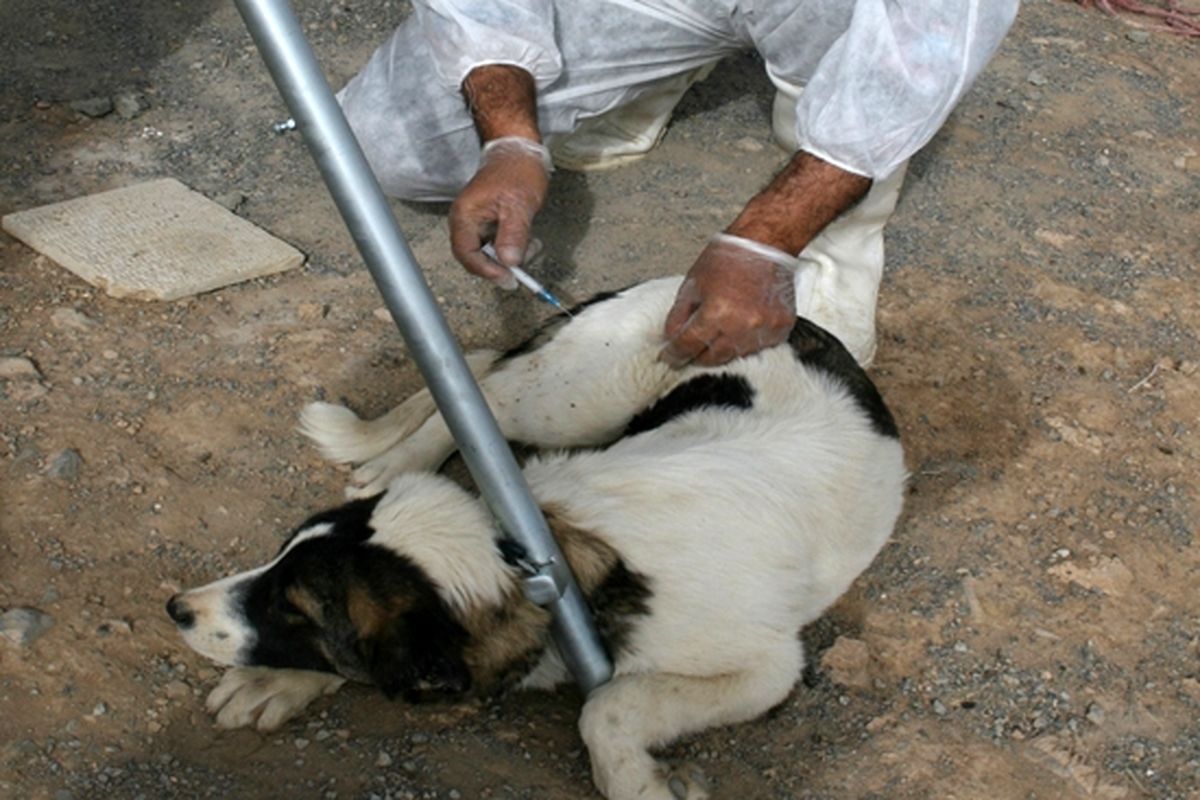 دامپزشکی مرکزی