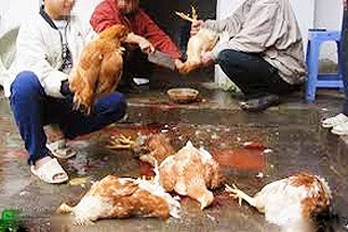 شیوع آنفولانزای پرندگان در کرمانشاه