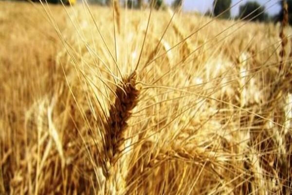 کشف باند مافیای گندم