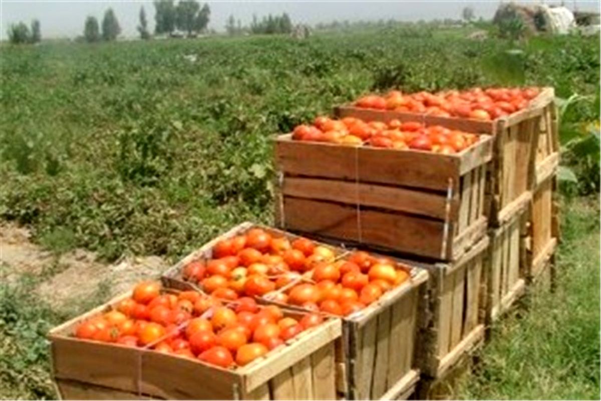 ۳۴۰ هزار تن محصولات کشاورزی