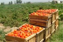 ۳۴۰ هزار تن محصولات کشاورزی در شهرستان رامیان تولید شد