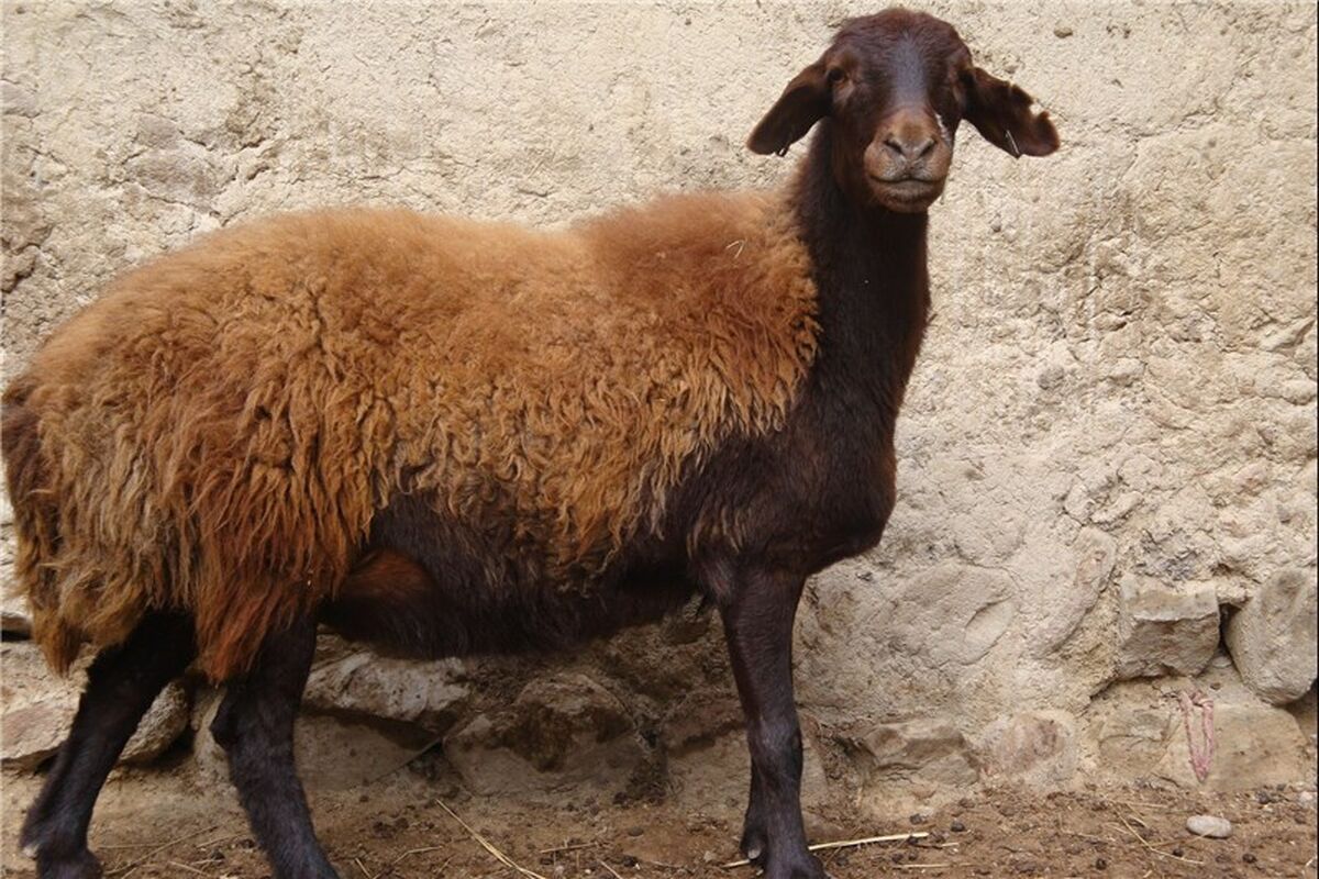 گوسفند افشاری