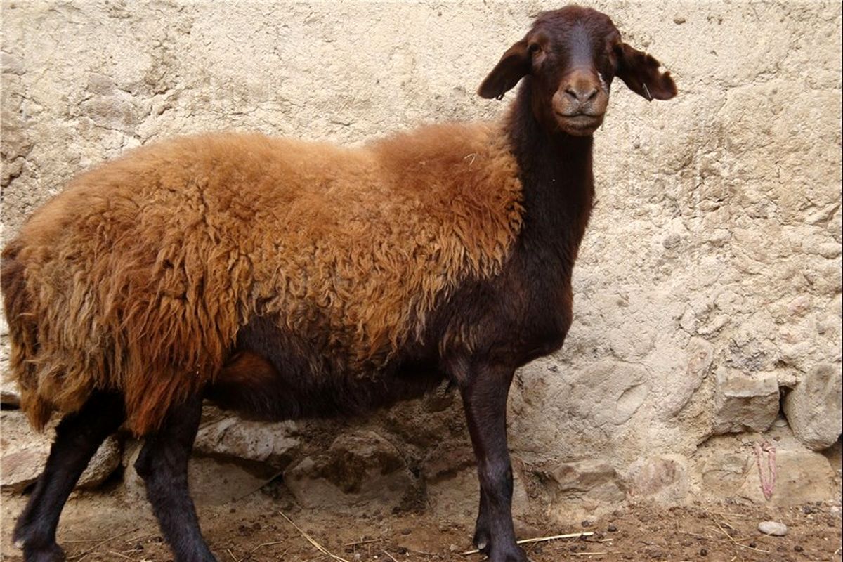 گوسفند افشاری