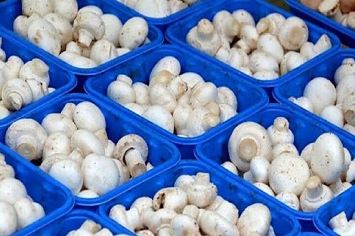 قارچ خوراکی
