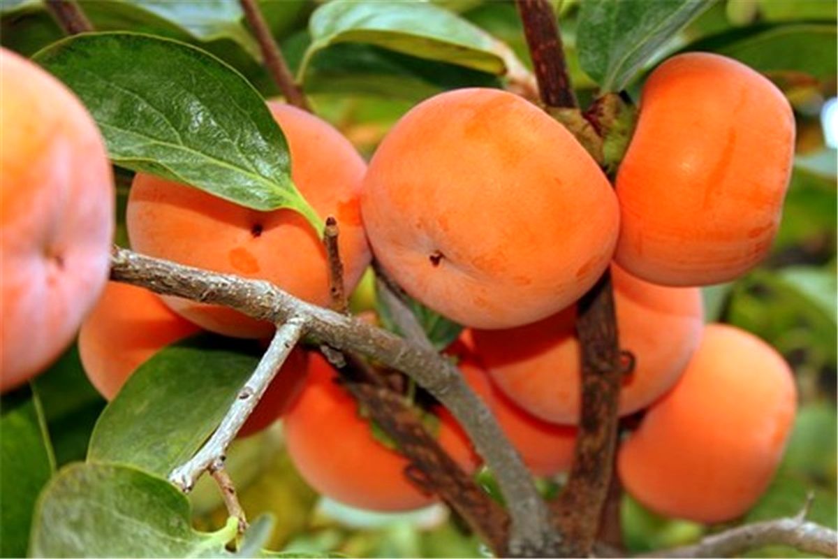 اصفهان- برداشت خرمالو