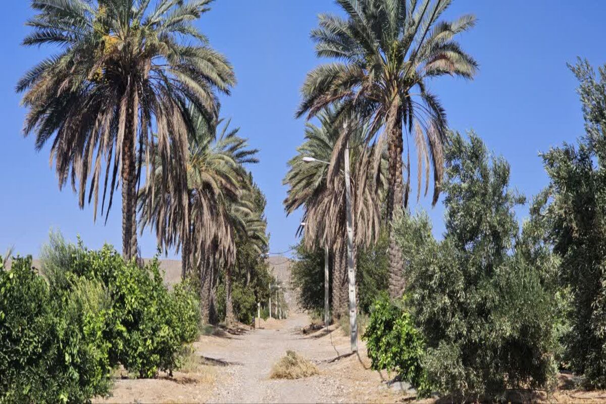نخلیات