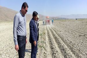 ورود ۱۰۰ تن بذر وارداتی به چهارمحال و بختیاری