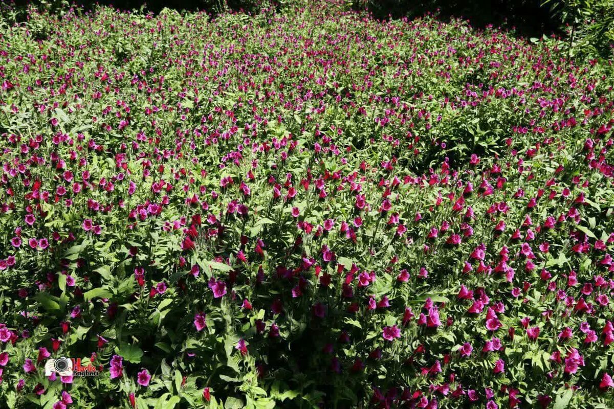 جهاد گیاهان داروی