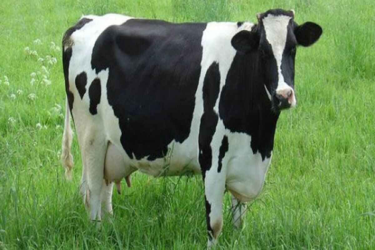 گاو دوجانبه