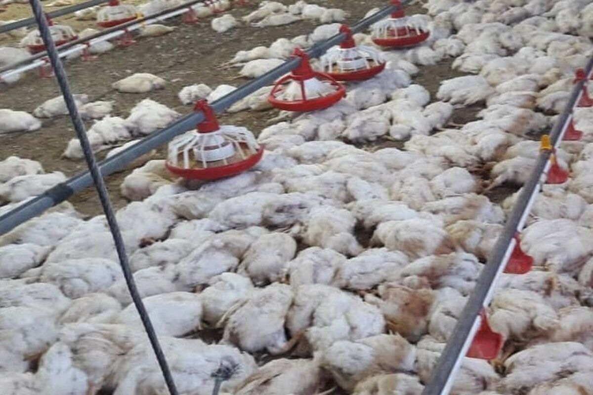 مرغ گوشتی تلف شده در خلیل آباد