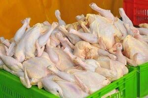 عرضه گوشت طیور در دی ماه افزایش یافت
