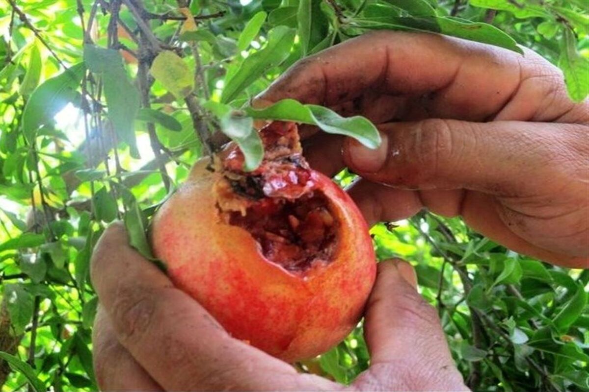 کرم گلوگاه انار