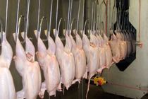 تأمین بیش از ۷۰۰ تن مرغ مازندران برای کشور