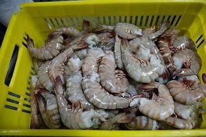 شناسایی و کشف بیش از 8 تن میگوی فاسد در هرمزگان 
