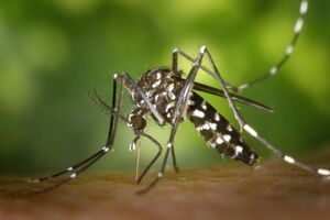 افزایش مبتلایان تب دِنگی در هرمزگان به ۹۵ نفر رسید