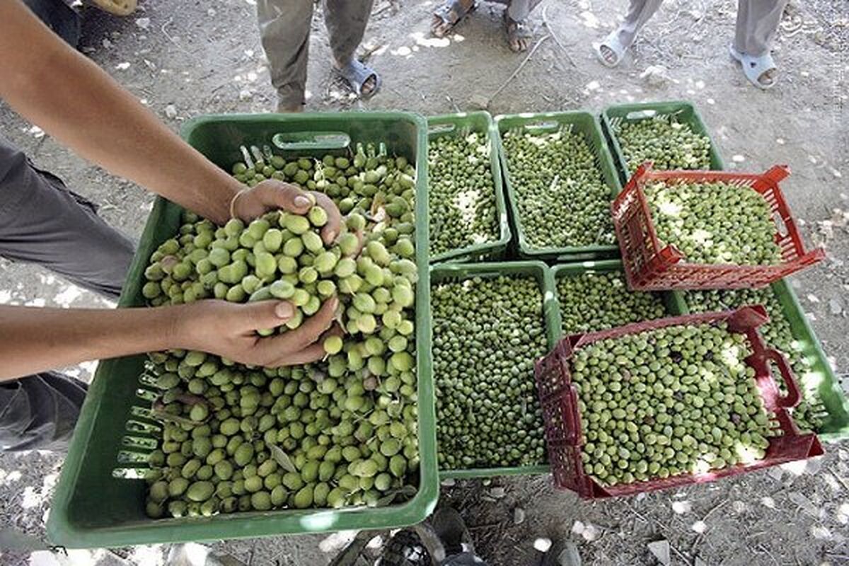 کشاورزی زنجان 