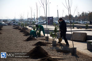 ترویج فرهنگ درخت‌کاری و درخت‌دوستی با اجرای طرح پویش جوانه‌ها