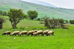 325 درخواست تمدید پروانه چِرای دام دامداران قانونی مرتع ثبت سامانه سِماک شد