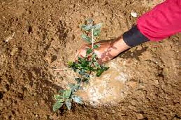 نهال رایگان در ۲۲ بوستان پایتخت در روز طبیعت اوزیع شد