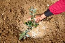 ۴۴۸ هزار نهال در دهلران بین مردم و کشاورزان توزیع شد