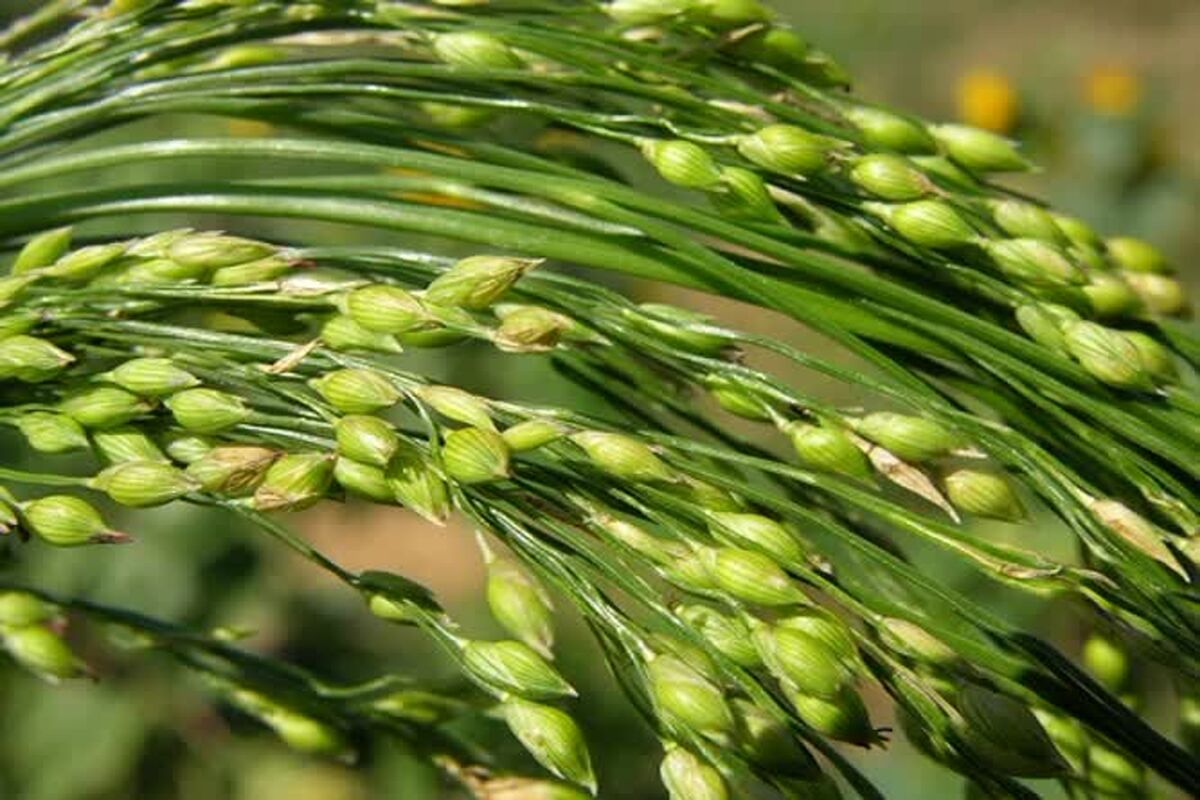 ارزن علوفه ای 