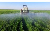 مبارزه با علف های هرز در 9 هزار هکتار مزارع گندم بهشهر