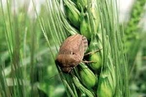 سطح مبارزه با آفت سن گندم به ۷ هزار هکتار رسید