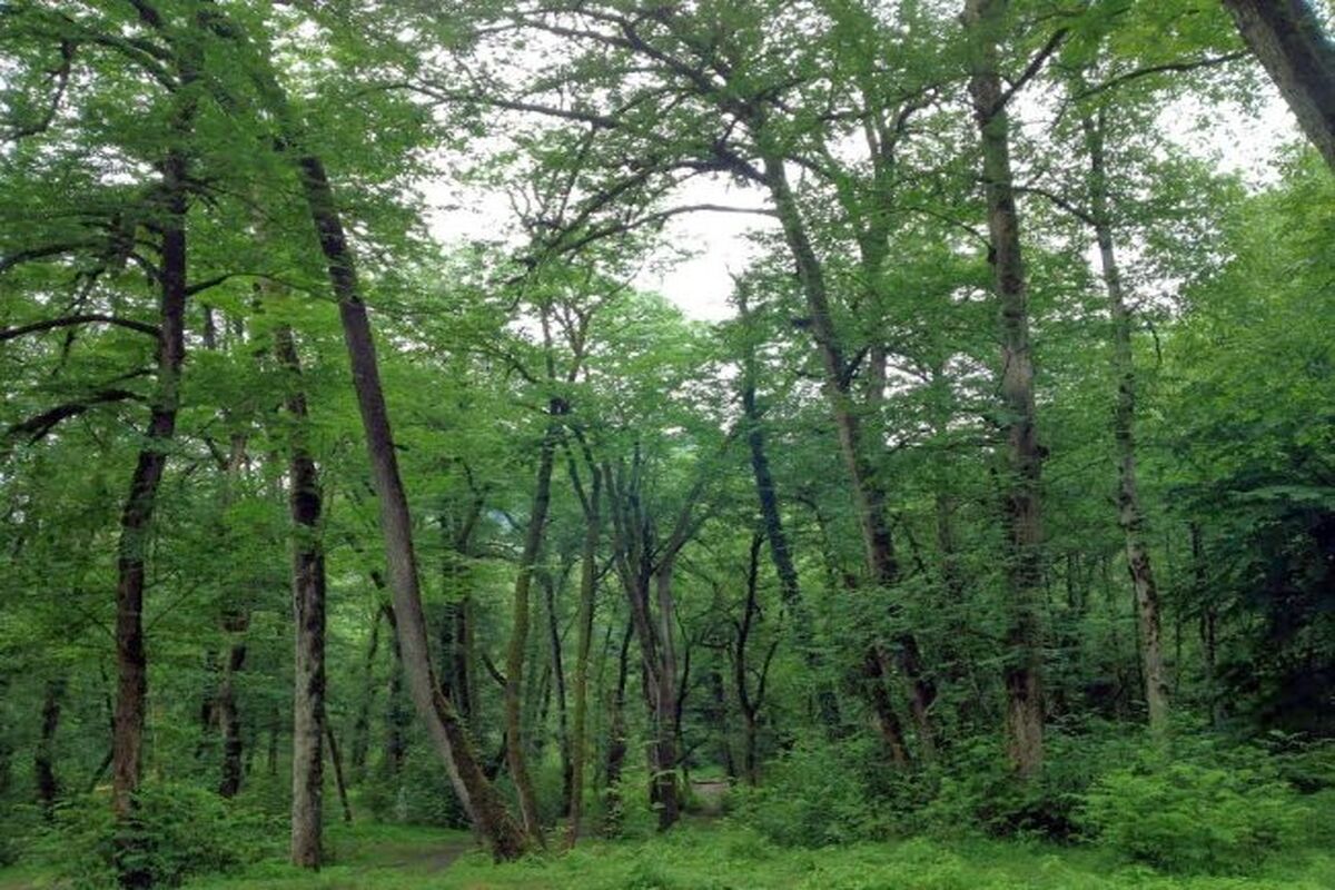 جنگل مازندران